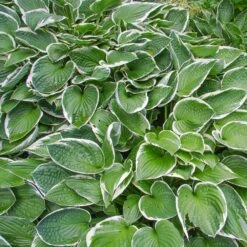 Francee Hosta Plant -Nature Garden Store Francee Hosta 2