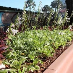 Francee Hosta Plant -Nature Garden Store Francee Hosta 3