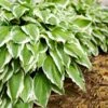 Francee Hosta Plant -Nature Garden Store Francee Hosta FGT 600x600 526358f6 69c0 4ed3 a166 d8b0de775fe0