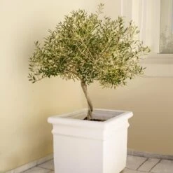 Frantoio Olive Tree -Nature Garden Store Frantoio Olive FGT