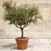 Frantoio Olive Tree 1 Frantoio Olive Tree -Nature Garden Store Frantoio Olive FGT 600x600 ae78b264 02f3 4f9c a62c 4757ae262c9c