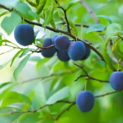 French Prune Tree -Nature Garden Store French Prune Plum 2