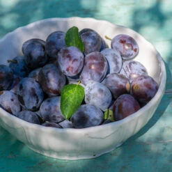 French Prune Tree -Nature Garden Store French Prune Plum 3