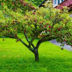 Fuji Apple Tree - USDA Organic -Nature Garden Store Fuji Apple 6