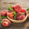 Galaxy Peach Tree -Nature Garden Store Galaxy Peach Tree FGT 600x600 047b27b9 77cc 4e93 b161 92299e95235d