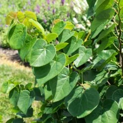 Garden Gems® Emerald Redbud Tree -Nature Garden Store Garden Gems Emerald 1