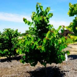 Garden Gems® Emerald Redbud Tree -Nature Garden Store Garden Gems Emerald 3