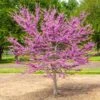 Garden Gems® Emerald Redbud Tree -Nature Garden Store Garden Gems Emerald FGT 600x600 d1ef7a36 461c 405e b528 c0ebf54f8deb