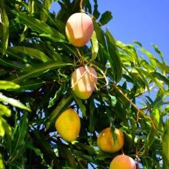 Salsa Kit -Nature Garden Store Glenn Mango 6