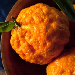 Gold Nugget Mandarin Tree -Nature Garden Store Gold Nugget Manderine Tree 4 FGT