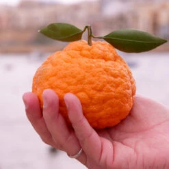 Gold Nugget Mandarin Tree -Nature Garden Store Gold Nugget Manderine Tree 7