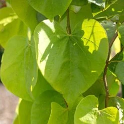 Golden Falls® Redbud Tree -Nature Garden Store Golden Falls Redbud 2