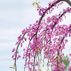 Golden Falls® Redbud Tree -Nature Garden Store Golden Falls Redbud 3