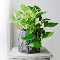 Boho House Plant Kit -Nature Garden Store Golden Pothos 1 BB