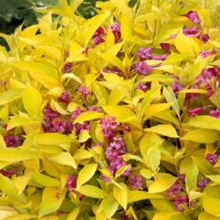 Golden Jackpot® Weigela Shrub 7 Golden Jackpot® Weigela Shrub -Nature Garden Store Golden jackpot Weigela 1