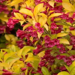 Golden Jackpot® Weigela Shrub 8 Golden Jackpot® Weigela Shrub -Nature Garden Store Golden jackpot Weigela 2