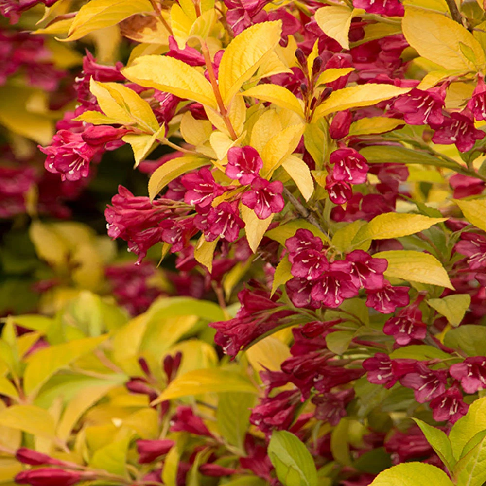 Golden Jackpot® Weigela Shrub 5 Golden Jackpot® Weigela Shrub - Image 3