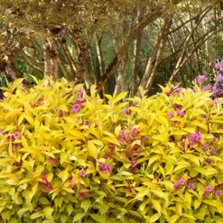 Golden Jackpot® Weigela Shrub 9 Golden Jackpot® Weigela Shrub -Nature Garden Store Golden jackpot Weigela 3