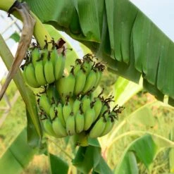 Grand Nain 'Naine' Banana Tree -Nature Garden Store Grand Naine Nain Banana 3 FGT