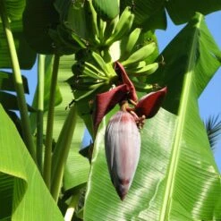 Grand Nain 'Naine' Banana Tree -Nature Garden Store Grand Naine Nain Banana 6