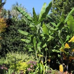 Grand Nain 'Naine' Banana Tree -Nature Garden Store Grand Naine Nain Banana 7 FGT