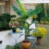 Grand Nain 'Naine' Banana Tree -Nature Garden Store Grand Naine Nain Banana FGT 600x600 ae20a73d 5f5d 4cf4 915c cd72fe2f17a0