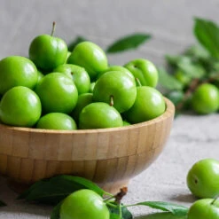 Green Gage Plum -Nature Garden Store Green Gage Plum 2