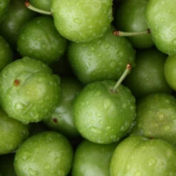 Green Gage Plum -Nature Garden Store Green Gage Plum 4