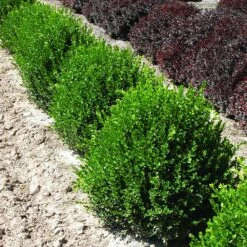 Green Velvet Boxwood Shrub -Nature Garden Store Green Velvet Boxwood 2
