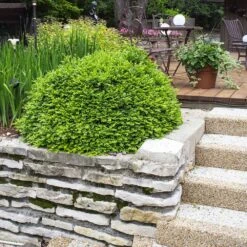 Green Velvet Boxwood Shrub -Nature Garden Store Green Velvet Boxwood 4 FGT