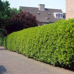 Greenfinity Cherry Laurel -Nature Garden Store Greenfinity Laurel 3 FGT