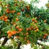 Hamlin Sweet Orange Tree -Nature Garden Store Hamlin Orange FGT 600x600 6b2410e4 cdd2 4121 85d6 6a5985009e41