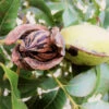 Hardy Pecan 2 Hardy Pecan -Nature Garden Store Hardy pecan FGT 600x600 e00b4782 e4b1 41dd a9a1 1a9a9e073bb8
