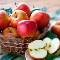 Fuji & Haralson Twisted Apple Tree 11 Fuji & Haralson Twisted Apple Tree -Nature Garden Store Harelson