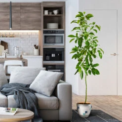 Smoothie Kit -Nature Garden Store Hass Avocado 1 FGT