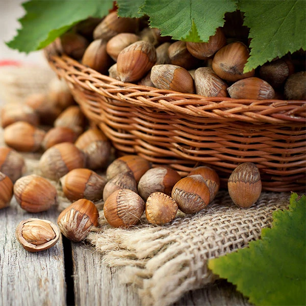 Hazelnut Pollinator Pack 3 Hazelnut Pollinator Pack