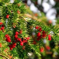 Hicks Yew Tree 13 Hicks Yew Tree -Nature Garden Store Hicks Yew7 FGT