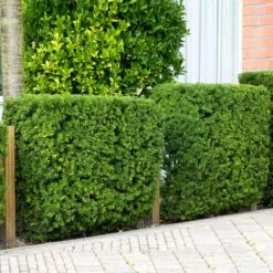 Hicks Yew Tree 11 Hicks Yew Tree -Nature Garden Store Hicks Yew 4 FGT