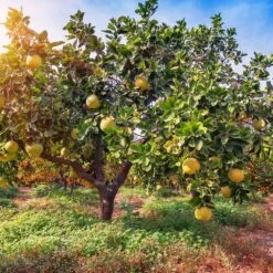 Hirado Pummelo Tree 7 Hirado Pummelo Tree -Nature Garden Store Hirado Pummelo 1