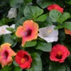 Bloom Bash® Hollywood® Hibiscus 2 Bloom Bash® Hollywood® Hibiscus -Nature Garden Store Hollywood Hibiscu BLoom Bash 3