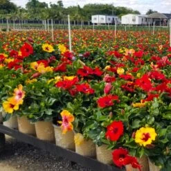 Bloom Bash® Hollywood® Hibiscus -Nature Garden Store Hollywood Hibiscu BLoom Bash 4