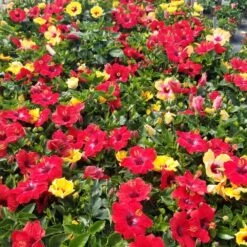 Bloom Bash® Hollywood® Hibiscus -Nature Garden Store Hollywood Hibiscu BLoom Bash 5