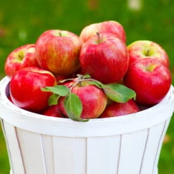 Apple Pollinator Pack -Nature Garden Store Honeycrisp Apple 1 BB