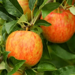 Honeycrisp™ & McIntosh Twisted Apple Tree -Nature Garden Store Honeycrisp Apple 1 FGT 29d88901 4847 40f3 be78 29c8a4b6351a