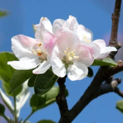 Apple Pollinator Pack -Nature Garden Store Honeycrisp Apple 2 BB
