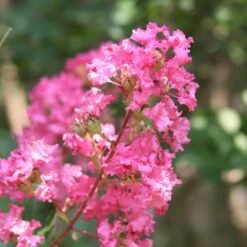 Hopi Crape Myrtle -Nature Garden Store Hopi Crape Myrtle 1