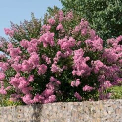 Hopi Crape Myrtle -Nature Garden Store Hopi Crape Myrtle 5