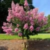 Hopi Crape Myrtle -Nature Garden Store Hopi Crape Myrtle FGT 600x600 f056a88a 0534 44fb 9b52 5b38e7e51bd1