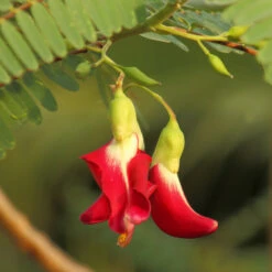 Red Hummingbird Tree (Sesbania Grandiflora) -Nature Garden Store Hummingbird Tree 5 FGT