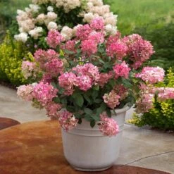 Fire Light® Hydrangea Shrub -Nature Garden Store Hydrangea FIrelight 6